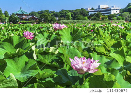 上野恩賜公園の不忍池に咲く蓮の花【東京都・台東区】 111450675