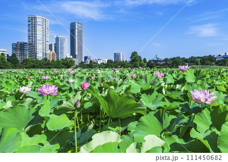 夏の上野恩賜公園　不忍池に咲く蓮の花とビル群【東京都・台東区】 111450682