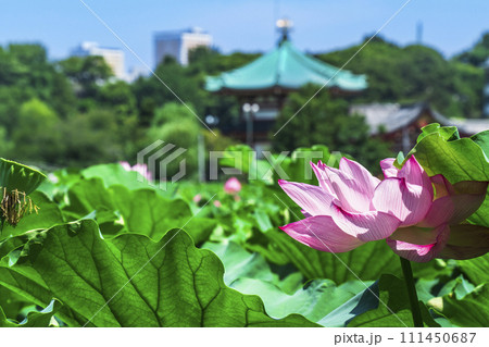 上野恩賜公園の不忍池に咲く1輪の蓮の花【東京都・台東区】 上野恩賜公園の不忍池に咲く1輪の蓮の花【東京都・台東区】 111450687
