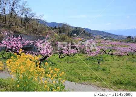《山梨県》満開の桃の花畑・春の甲府盆地 111450696