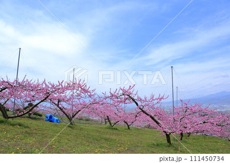 《山梨県》満開の桃の花畑・春の甲府盆地 《山梨県》満開の桃の花畑・春の甲府盆地 111450734
