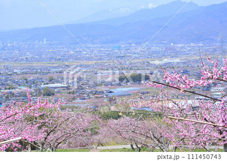 《山梨県》満開の桃の花畑・春の甲府盆地 《山梨県》満開の桃の花畑・春の甲府盆地 111450743