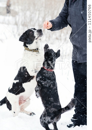 Expectant Pups in Snow Expectant Pups in Snow 111450766