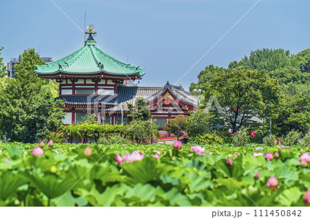 夏の上野恩賜公園 不忍池に咲く蓮の花と弁天堂【東京都・台東区】 夏の上野恩賜公園 不忍池に咲く蓮の花と弁天堂【東京都・台東区】 111450842