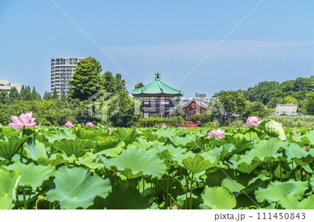 夏の上野恩賜公園 不忍池に咲く蓮の花と弁天堂【東京都・台東区】 夏の上野恩賜公園 不忍池に咲く蓮の花と弁天堂【東京都・台東区】 111450843