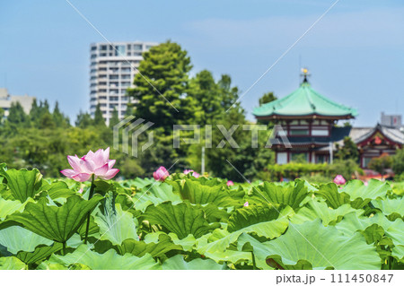 上野恩賜公園の不忍池に咲く蓮の花【東京都・台東区】 111450847