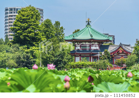 夏の上野恩賜公園 不忍池に咲く蓮の花と弁天堂【東京都・台東区】 夏の上野恩賜公園 不忍池に咲く蓮の花と弁天堂【東京都・台東区】 111450852