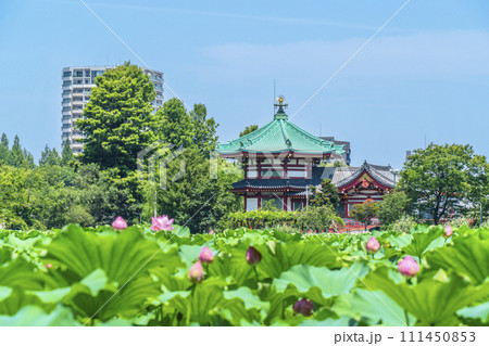 夏の上野恩賜公園　不忍池に咲く蓮の花と弁天堂【東京都・台東区】 111450853
