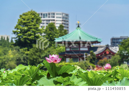 夏の上野恩賜公園　不忍池に咲く蓮の花と弁天堂【東京都・台東区】 111450855