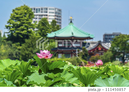 上野恩賜公園の不忍池に咲く蓮の花【東京都・台東区】 111450857