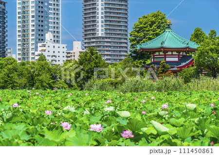 夏の上野恩賜公園 弁天堂 不忍池 ビル群【東京都・台東区】 夏の上野恩賜公園 弁天堂 不忍池 ビル群【東京都・台東区】 111450861