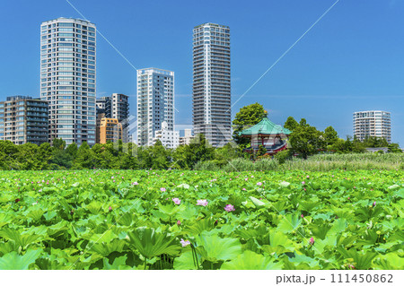 夏の上野恩賜公園 不忍池の蓮とビル群【東京都・台東区】 夏の上野恩賜公園 不忍池の蓮とビル群【東京都・台東区】 111450862