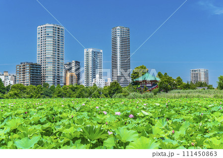 夏の上野恩賜公園　不忍池の蓮とビル群【東京都・台東区】 111450863