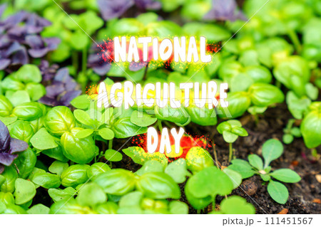 Celebrating National Agriculture Day Amidst a Verdant Field of Crops 111451567