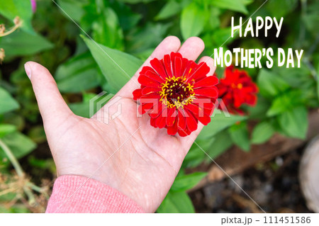 Zinnia bloom, with a heartfelt Happy Mothers Day wish overlaid, captures the essence of appreciation and love. Zinnia bloom, with a heartfelt Happy Mothers Day wish overlaid, captures the essence of appreciation and love. 111451586