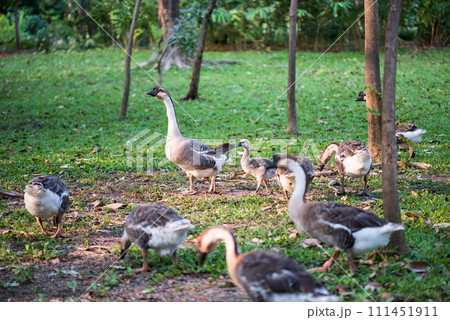 greylag goose family walk on yard at Queen Sirikit Park, Bangkok greylag goose family walk on yard at Queen Sirikit Park, Bangkok 111451911