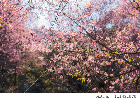 Pink wild himalayan cherry tree blooming in the garden on springtime at Phu Lom Lo 111451979