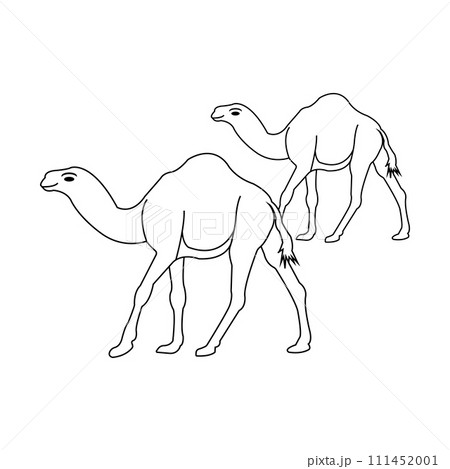 Camel logo Camel logo 111452001