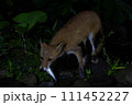 魚を取るキタキツネ 111452227