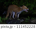 夏の森で出会ったキタキツネ 111452228