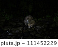 森の中で出会ったシマフクロウ 111452229