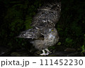 狩りをするシマフクロウ 111452230