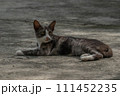 くつろぐ猫 111452235