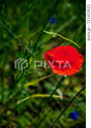 Close-up of a red poppy with detailed petals and stamen. 111452621