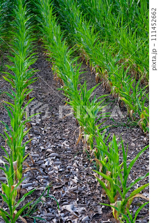 A field of green corn plants growing in rows with dry soil and scattered rocks in between. 111452662