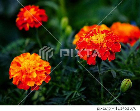 A close-up of vibrant marigolds, their orange petals contrasting against the deep green foliage in the background. A close-up of vibrant marigolds, their orange petals contrasting against the deep green foliage in the background. 111452670