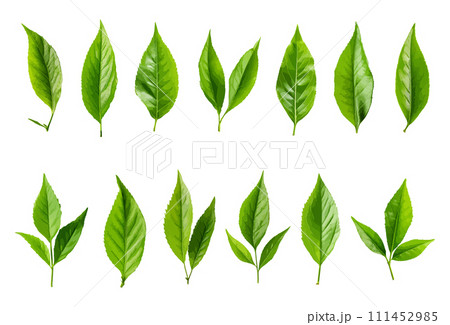 Tea leaf vector set isolated on white background 111452985