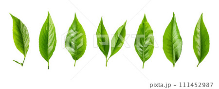 Tea leaf vector set isolated on white background Tea leaf vector set isolated on white background 111452987