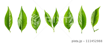 Tea leaf vector set isolated on white background 111452988