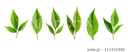 Tea leaf vector set isolated on white background 111452990