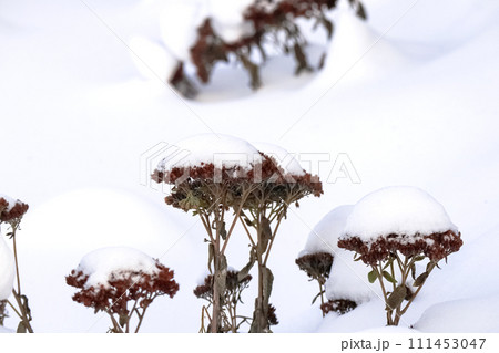 Dry plants covered with snow caps on fluffy winter snow background Dry plants covered with snow caps on fluffy winter snow background 111453047
