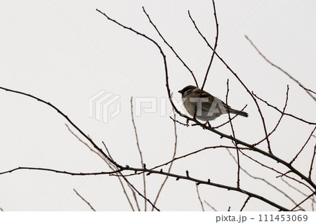 Tree blanches against a white winter sky with a sparrow sitting on one branch side view Tree blanches against a white winter sky with a sparrow sitting on one branch side view 111453069