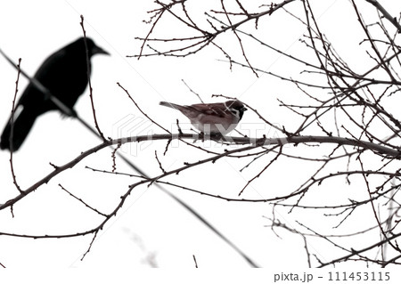 Tree blanches against a white winter sky with a sparrow sitting on one branch and a big black crow watching, it bokeh side view Tree blanches against a white winter sky with a sparrow sitting on one branch and a big black crow watching, it bokeh side view 111453115