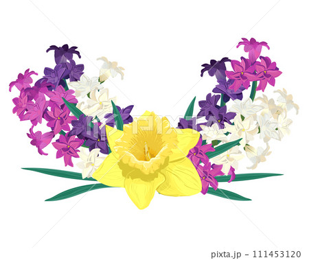 Composition of bright spring flowers. Vector colored hyacinths and yellow daffodils on a white background. Primroses in a cartoon style are suitable for greeting cards for Mother's Day and Women's Day Composition of bright spring flowers. Vector colored hyacinths and yellow daffodils on a white background. Primroses in a cartoon style are suitable for greeting cards for Mother's Day and Women's Day 111453120