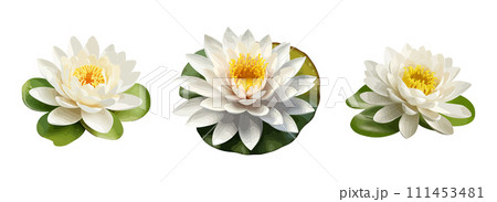 Water lily vector set isolated on white background 111453481