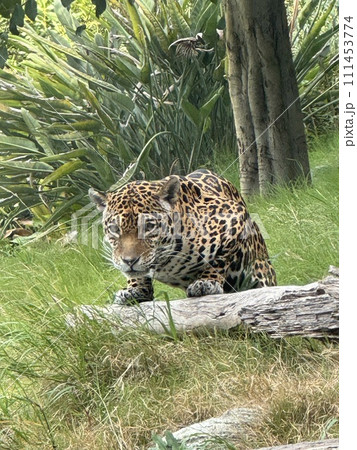 獲物を狙うチーター 獲物を狙うチーター 111453774