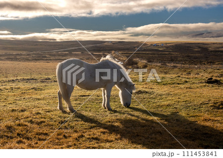 White horse on a pasture, Iceland 111453841