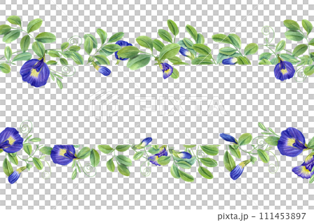 Thai blue flowers. Horizontal frame with text space. Butterfly pea flowers. Tropical plant, Ipomoea, clitoria ternatea, bluebellvine. Watercolor illustration. For package, greetings 111453897