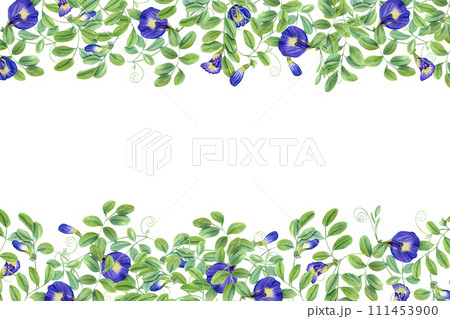 Tropical plant, Ipomoea, clitoria ternatea, bluebellvine. Thai blue flowers. Horizontal frame with text space. Butterfly pea flowers. Watercolor illustration for package, greetings 111453900