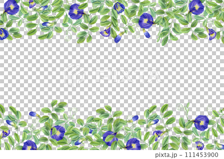 Tropical plant, Ipomoea, clitoria ternatea, bluebellvine. Thai blue flowers. Horizontal frame with text space. Butterfly pea flowers. Watercolor illustration for package, greetings 111453900