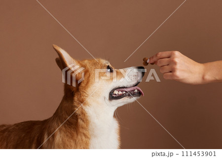young girl training Pembroke Welsh Corgi, happy dogs concept 111453901