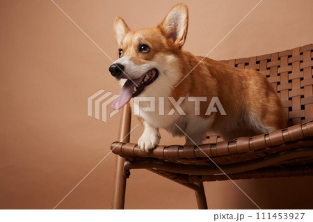 Corgi dog shows tongue and sits on a chair on a brown background Corgi dog shows tongue and sits on a chair on a brown background 111453927
