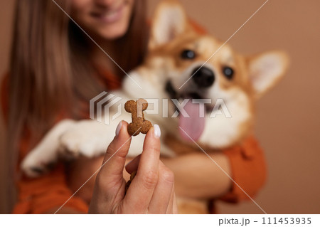dog food in the shape of a bone close-up in the hand of a girl with a corgi dog, happy dogs concept 111453935