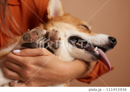 Corgi dog's paw close-up is held by a girl, grooming salon 111453936