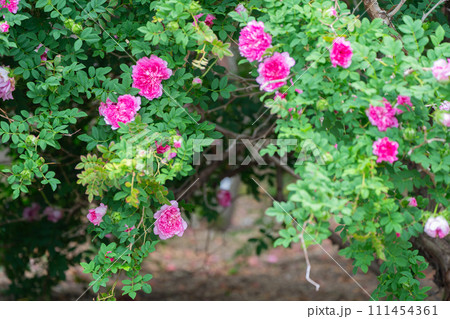 一般公開されているひらかたパークで見頃を迎えた綺麗なバラを撮影 一般公開されているひらかたパークで見頃を迎えた綺麗なバラを撮影 111454361
