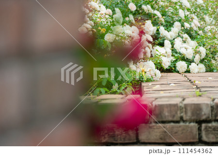 一般公開されているひらかたパークで見頃を迎えた綺麗なバラを撮影 111454362